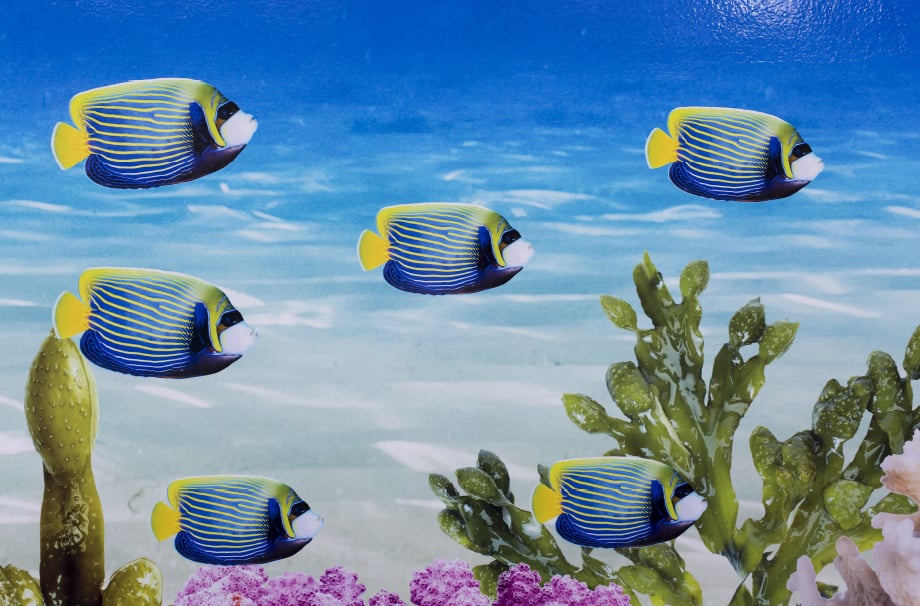 Torquay Academy bespoke underwater themed design and installation wall art