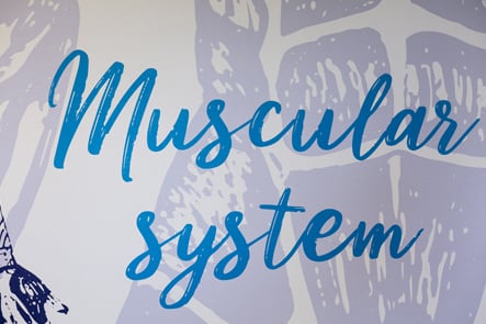 Churchfield Junior School muscular system science corridor wall art