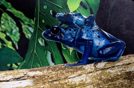 Coventry Schools bespoke rainforest themed immersive wall art