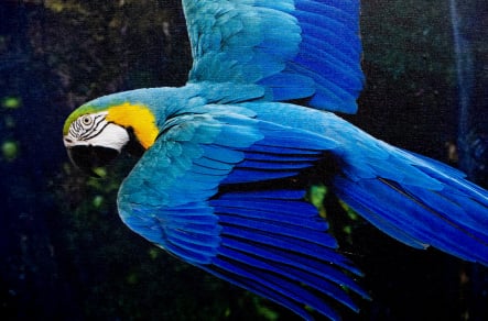 Coventry Primary School nature themed immersive wall art