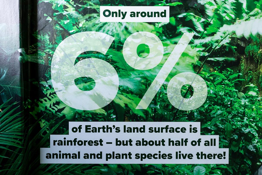 the willows rainforest wall art