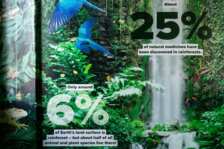 the willows rainforest wall art