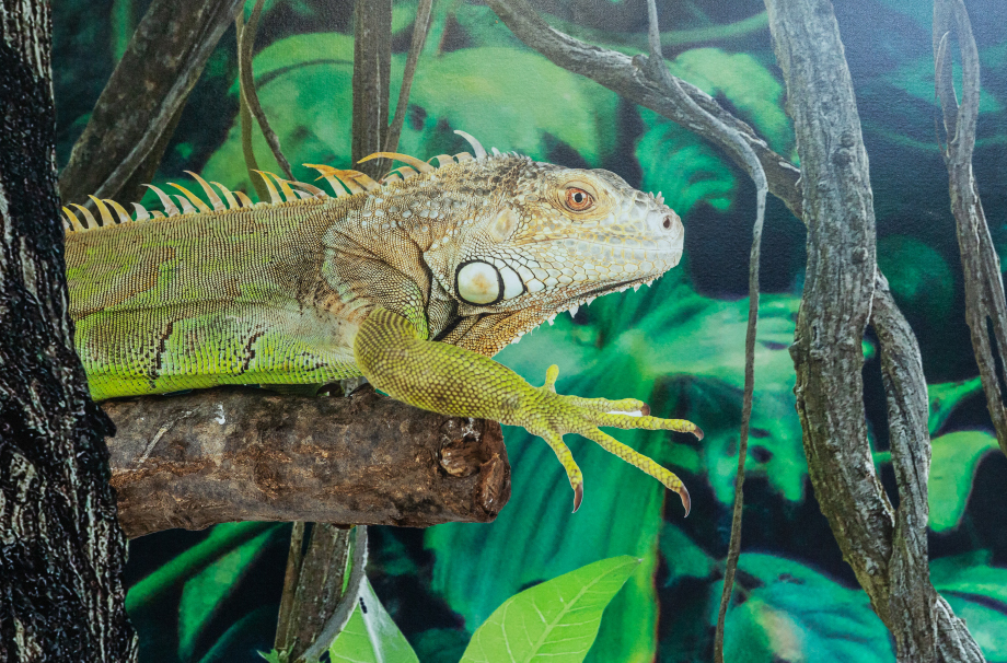 Lee Chapel Rainforest Cafe