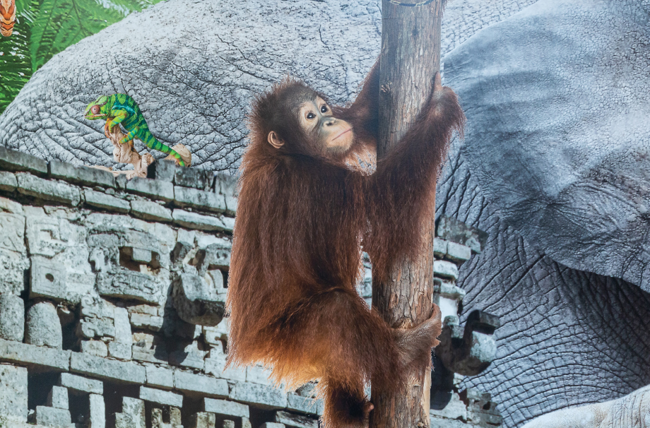 Lee Chapel Rainforest Cafe