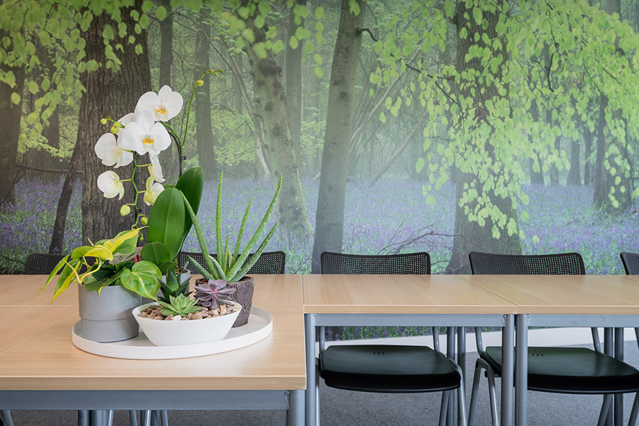 Biophilic wall art designs for schools